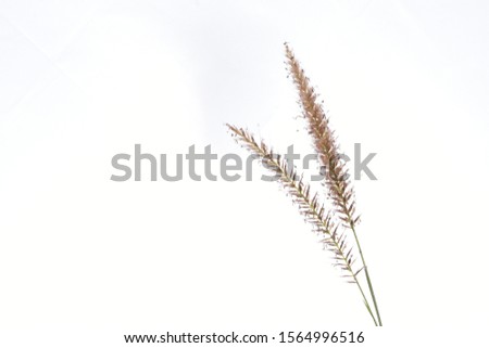 beautiful grass flower at white back ground