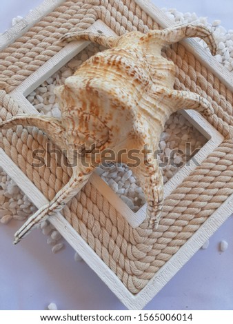 large spider shell on background of picture frame and small pebbles