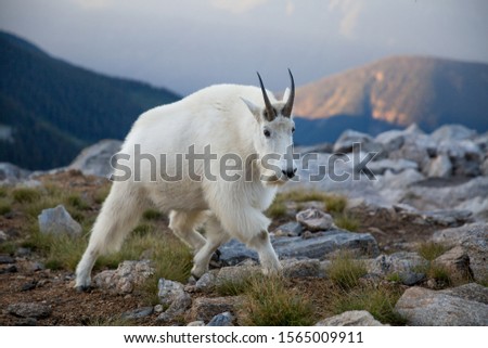 In the West Kootenays a rocky mountain goat (Oreamnos americanus) walking alone in British Columbia, Canada. Royalty-Free Stock Photo #1565009911