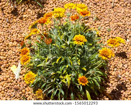 Bright double yellow, orange, cream, multi-colored Sunset Jane hybrid gazania flowers in the family Asteraceae brighten up the street verges surrounded by a gravel mulch on a sunny spring afternoon .