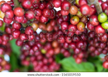 Marco Red Coffee beans ripening on tree in Buon Me Thuot, Dak Lak, Vietnam.