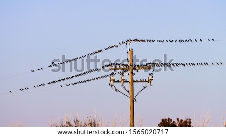 Flock of black birds sitting on power lines; blue sky background; Merced County, California Royalty-Free Stock Photo #1565020717