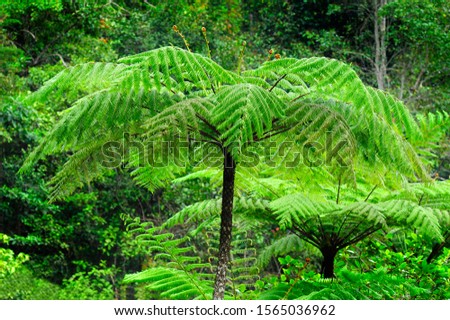 tree fern in tropical rain forest of Frazer Hill Malaysia
