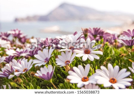 Beautiful scene with white and pink flowers in the foreground, and port of Altea, South-eastern Spain, in the backrgound, in a warm spring afternoon