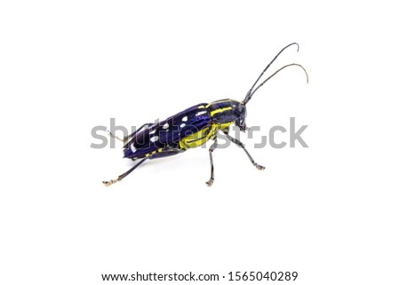 Long horn beetle isolated on white background. The Asian white spots long horn beetle (Threnetica lacrymans)