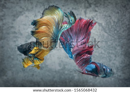 full color rose tail Moon Bettas, Siamese Fighting Fish.