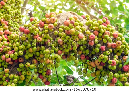 Common fig (Ficus carica) green and red fruits on ficus subpisocarpa tree in outdoor. Fruit on ficus subpisocarpa also known as fig is one of main foods of wild animals. Royalty-Free Stock Photo #1565078710
