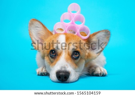 Cute ginger and white corgi lays on the blue background with pink hair curlers on the head. Funny picture, humor, pet beauty or animal grooming, spa salon concept.