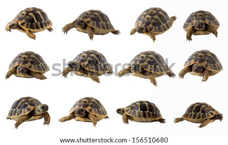 collection of turtles close up isolated on white background Royalty-Free Stock Photo #156510680