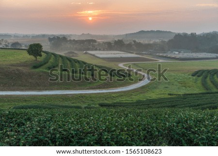  Tea plantations in morning light