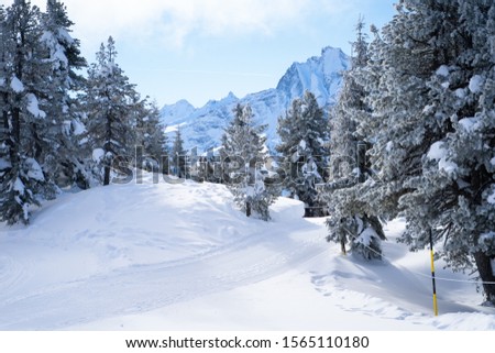 Fir trees strewn with snow, highlands landscapes in winter