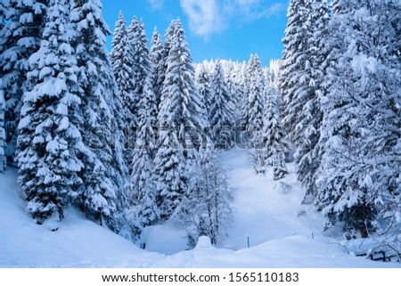 Fir trees strewn with snow, highlands landscapes in winter