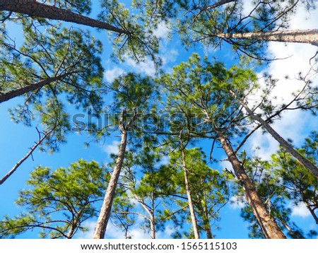 View of the canopy of different pine trees in Florida on a sunny day with a blue sky. Royalty-Free Stock Photo #1565115103