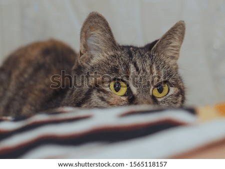 domestic cat with big yellow eyes looks away