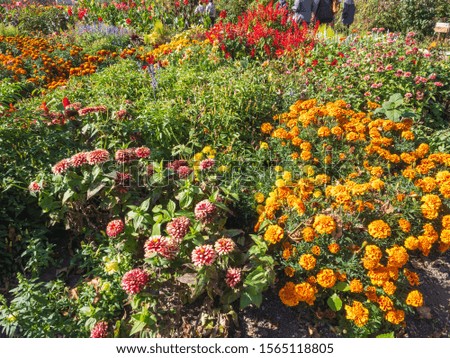 The last autumn flowers of different colors and varieties on the beds of the Botanical garden