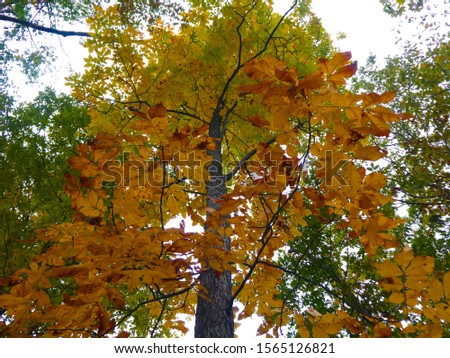 View of a Mockernut Hickory (Carya tomentosa) in the fall starting to change colors. Royalty-Free Stock Photo #1565126821