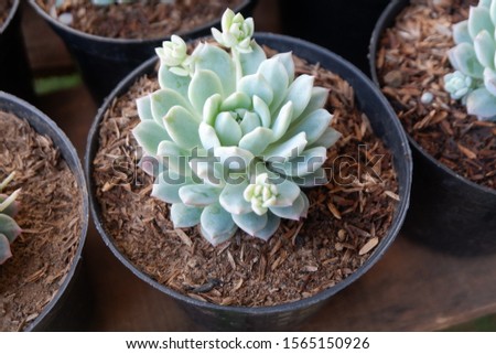 Cactus and succulent in various type. A cactus is a great addition to the home.