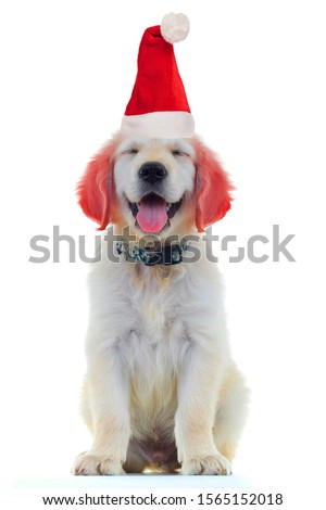 excited little santa claus golden retriever with funny red ears is panting with eyes closed on white background