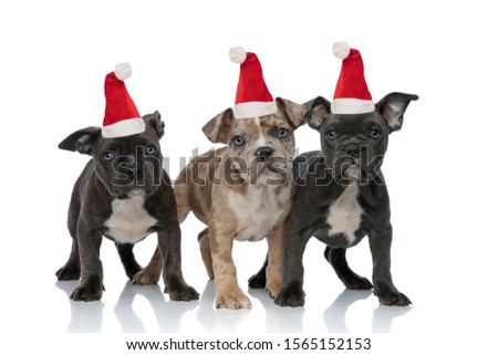 3 American bully dogs wearing santa hats and standing  on white background