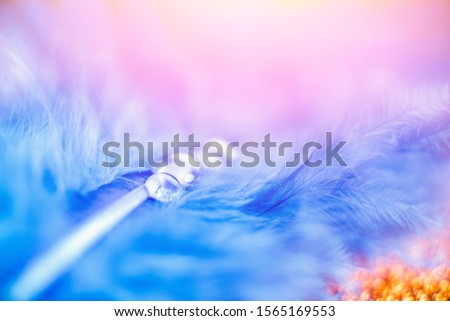 Transparent drop of rain water on rare bird, blue, flare light sunrise. Concept dreamy clean background of fragility nature.