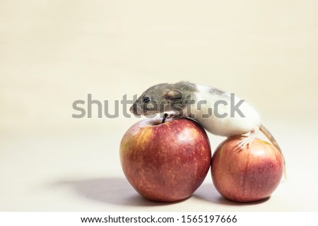 rat on a white background sits on a red Apple. Decorative rat or mouse Chinese symbol of new year 2020 and Christmas. The concept of celebration, fun
