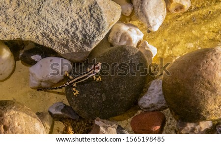 high angle shot showing a Luristan newt in wet ambiance