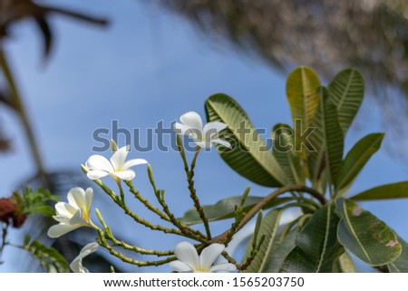 Plumeria white and yellow flowers in the garden