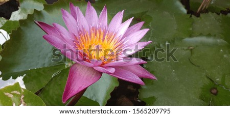 Lotus flower is blooming in the pond. 
Lotus flowers are flowers that Buddhists use to worship Buddha images. Lotus, a symbol of Buddhism.