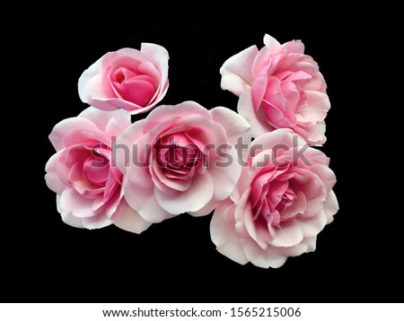 Group of pink roses with dew drops isolated on a black background