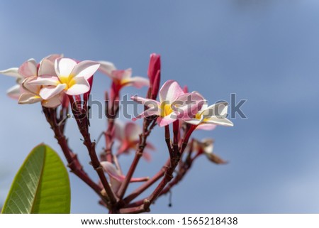 The beatiful plumeria flowers, Plumeria flowers in mix colors, Plumeria flowers in pink, yellow and white colors.