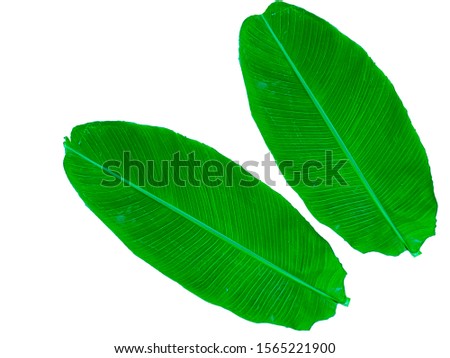 Tropical Banana leaf isolated on a white background, Banana leaf pattern