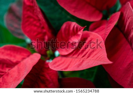 Red poinsettia leaves on a light and green blurred background close-up