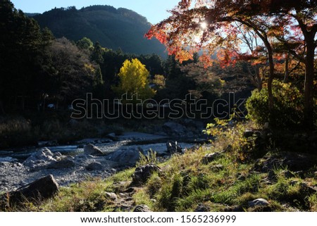 Autumn trees with green and red leaf leaning down near river in sunny day at Mount Mitake ,Tokyo, Japan