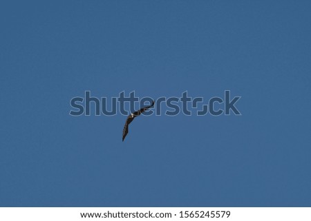 wild bird osprey in flight