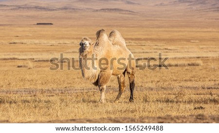 The Bactrian camel (Camelus bactrianus) is a large, even-toed ungulate native to the steppes of Mongolia. The Bactrian camel has two humps on its back Royalty-Free Stock Photo #1565249488