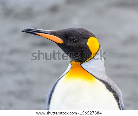 Profile of a head of a King Penguin (Aptenodytes patagonicus)