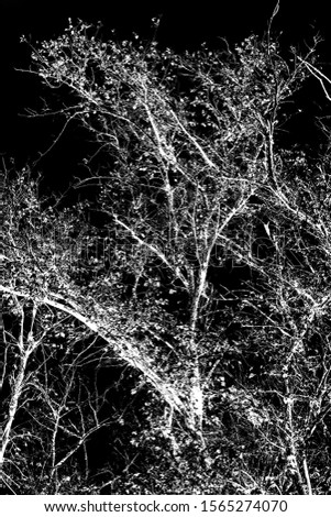Night photo of trees without leaves, flash. Silhouette of white tree branches on a black background.