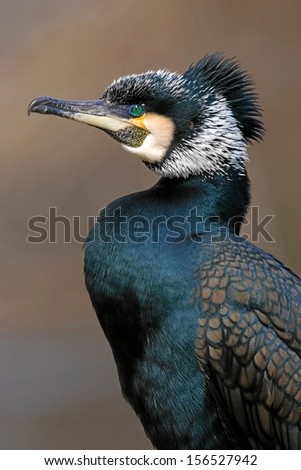 Great Cormorant [Phalacrocorax carbo]