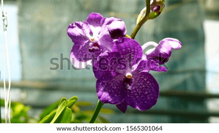 Beautiful exotic flower in Vietnam