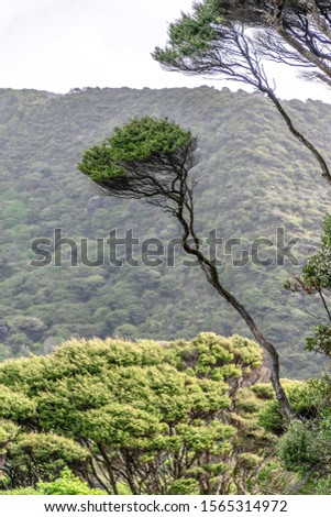 View of long kanuka tree branch