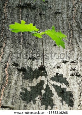The shadow of oak leaves against a trunk. 