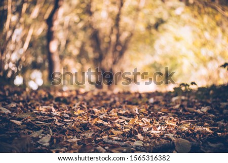 Autumn picture in the forest, leaves, city park, background concept, , dreamy, idyllic, green, brown, orange and yellow colors, space for text