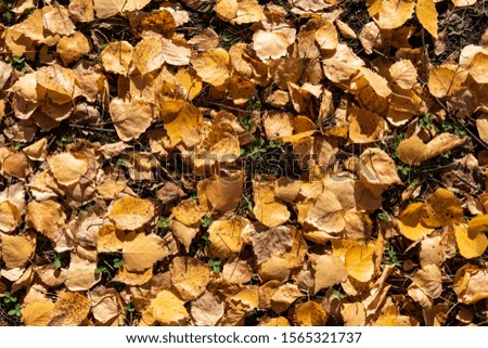 Autumn yellow leaves lie on the ground like a carpet. Autumn patterns of nature.