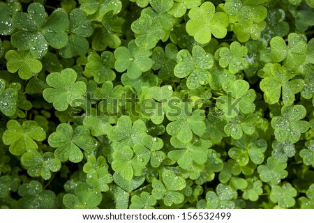 Beautiful green clover closeup - st Patrick day concept - 17 march
