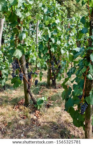 Side view of the small vineyard in Czech Republic