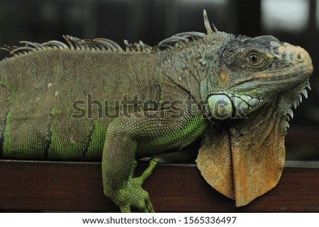 cute green male iguana asking for food