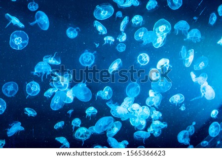Jellyfish with neon glow light effect in London aquarium Sealife Royalty-Free Stock Photo #1565366623