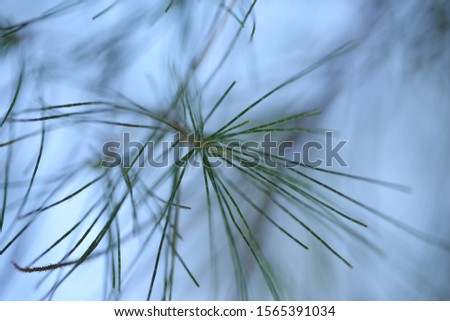 Macro photography of pine trees with beautiful green colour.