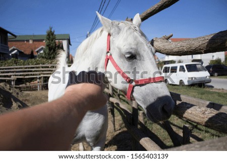 An abstract shot of the head of white horse. Male hand trying to touch horse.