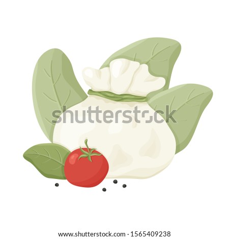 Buffalo milk Italian cheese burrata with black pepper, tomato, basil. Hand drawn cartoon illustration. Handmade dairy. Isolated vector image on white background. Color flat concept poster or banner